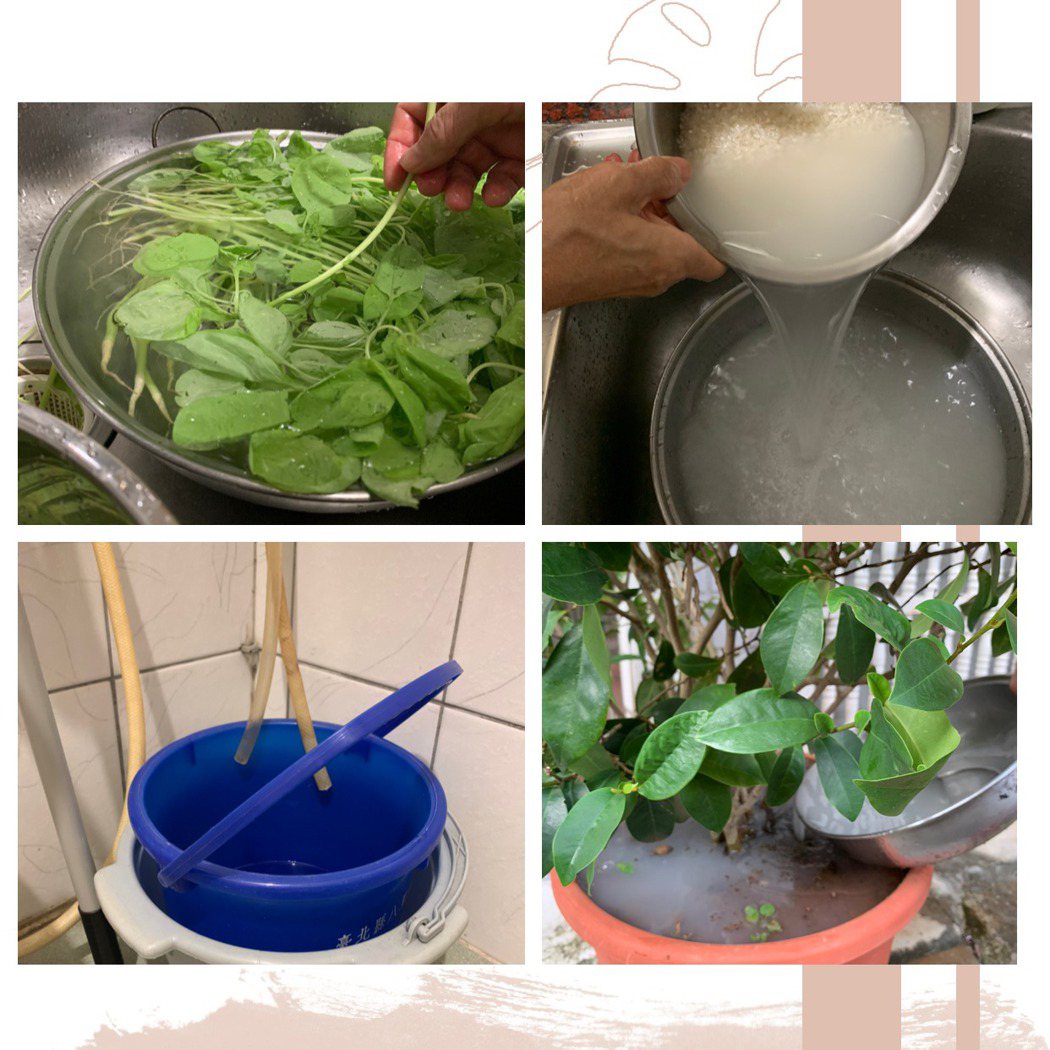 傅澤威蒐集冷凝水、洗米水澆花。來源：傅澤威