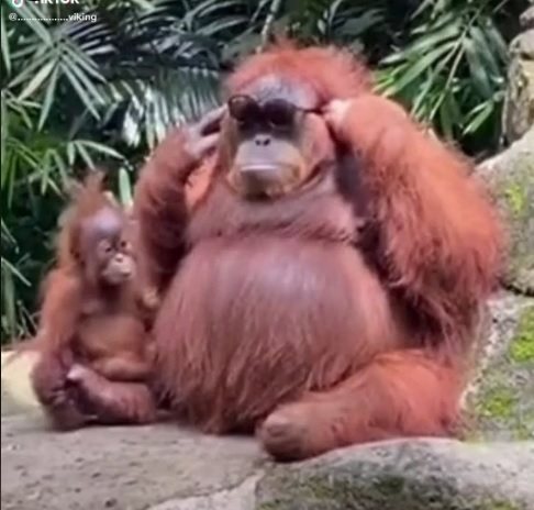 一則印尼動物園有隻紅毛猩猩媽媽戴起遊客太陽眼鏡的影片近日在社群網站TikTok爆紅，吸引超過4400萬人觀看，1100萬人按讚。印尼媒體也轉載這則貼文，分享這個故事。擷自TikTok