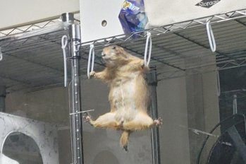 小土撥鼠做吊環體操「姿勢一百分」 網友驚呼：根本東奧金牌！