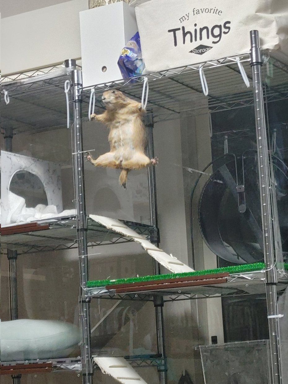 日本一位飼主拍到寵物土撥鼠，疑似正在做「體操吊環」一般的瞬間。圖擷取自twitter