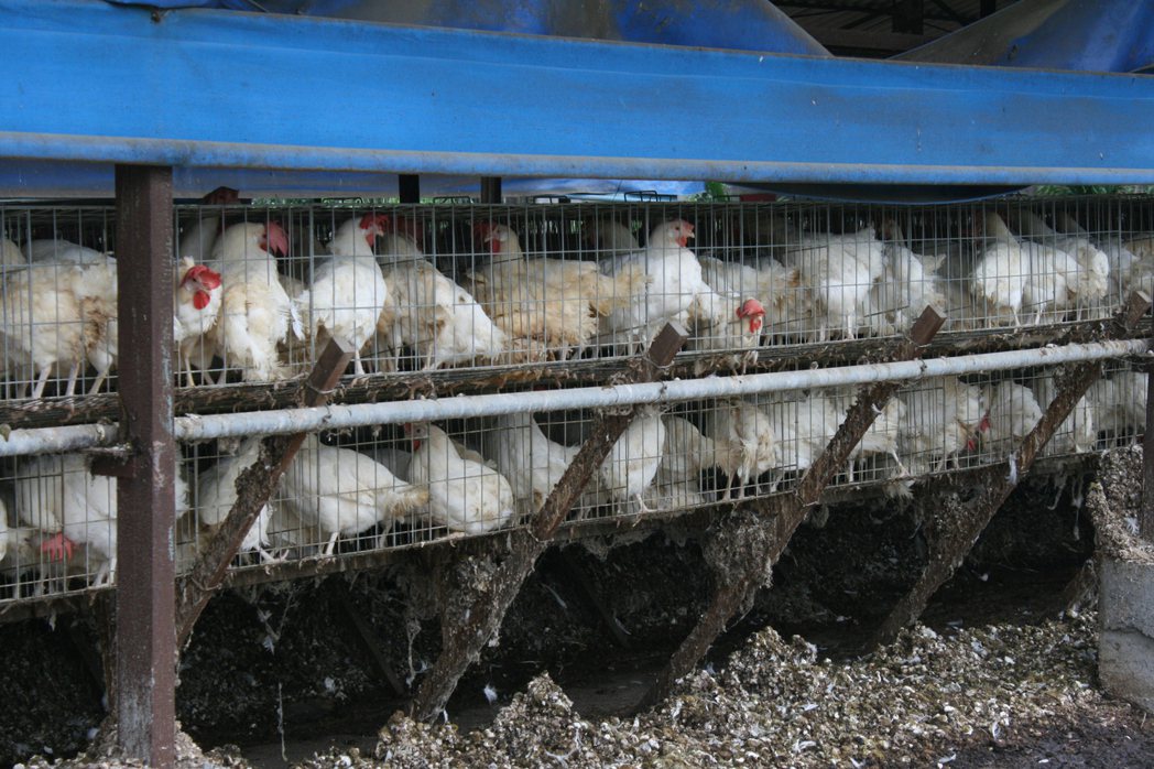 堆積的雞糞不僅難以再利用，更可能造成環境汙染。 圖/台灣動物社會研究會提供