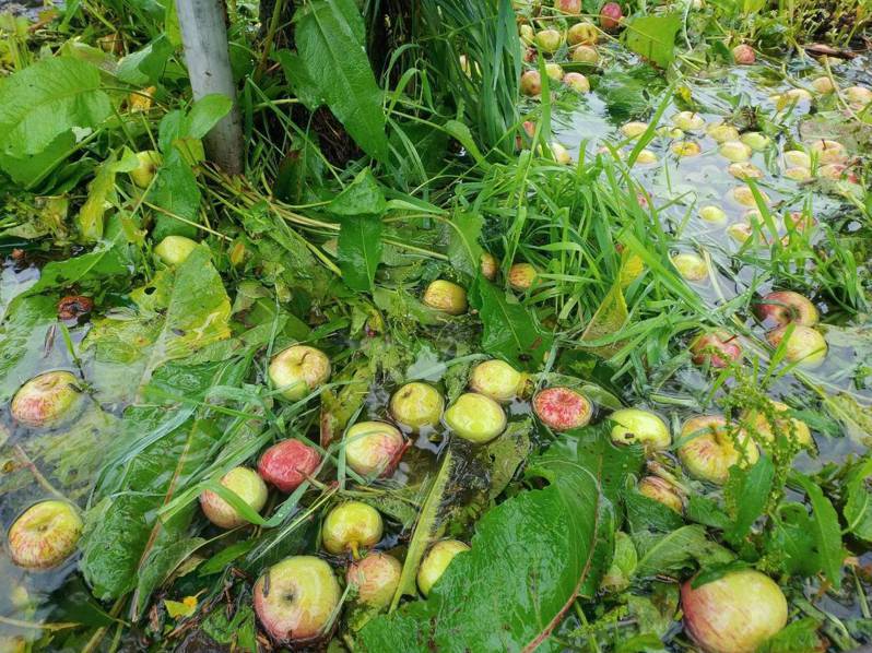 台中市福壽山農場的蘋果園受到風雨影響，快要成熟的蘋果落果嚴重，損失約5成。圖／福壽山農場提供