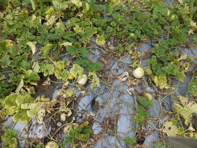 南市香瓜因日來豪雨水傷受損情形。圖／台南市政府農業局提供