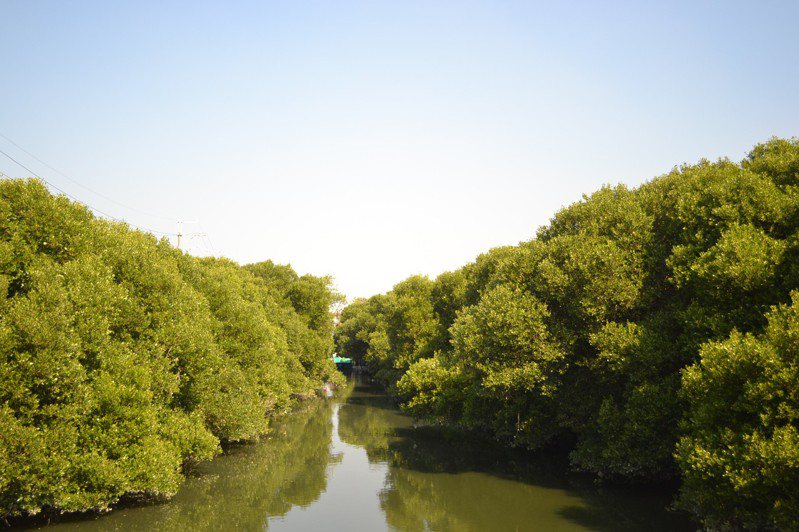 台南市南區有美麗的紅樹林，也是防暴潮的天然線，環保團體擔心綠電開發若不顧及環境生態，將受影響。記者鄭惠仁／攝影