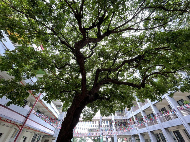 高雄市曹公國小148歲「曹公巨樹」茄苳，獲選為2021年「全國最美校樹」。記者徐如宜／攝影