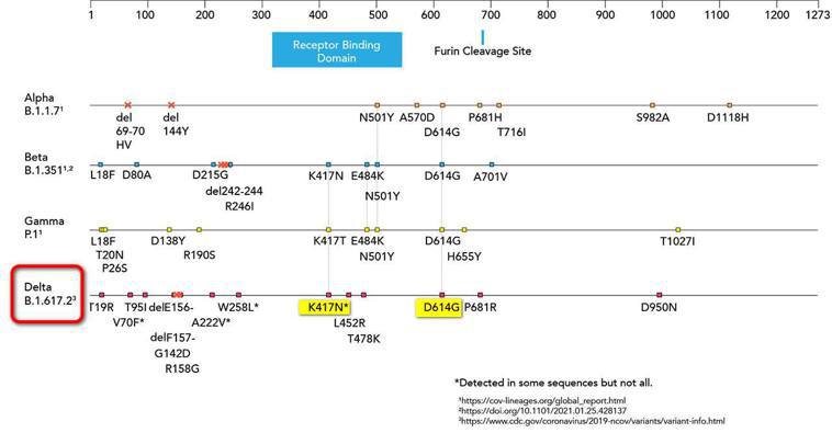Delta在S蛋白上的胺基酸變異，和之前成功存活下來的變種很不一樣。圖／翻攝自...