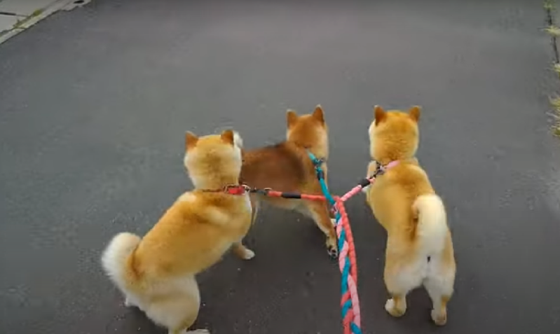 狗狗看到貓咪太興奮，同時向前衝去，三條牽繩因此結成一條編織。圖取自youtube