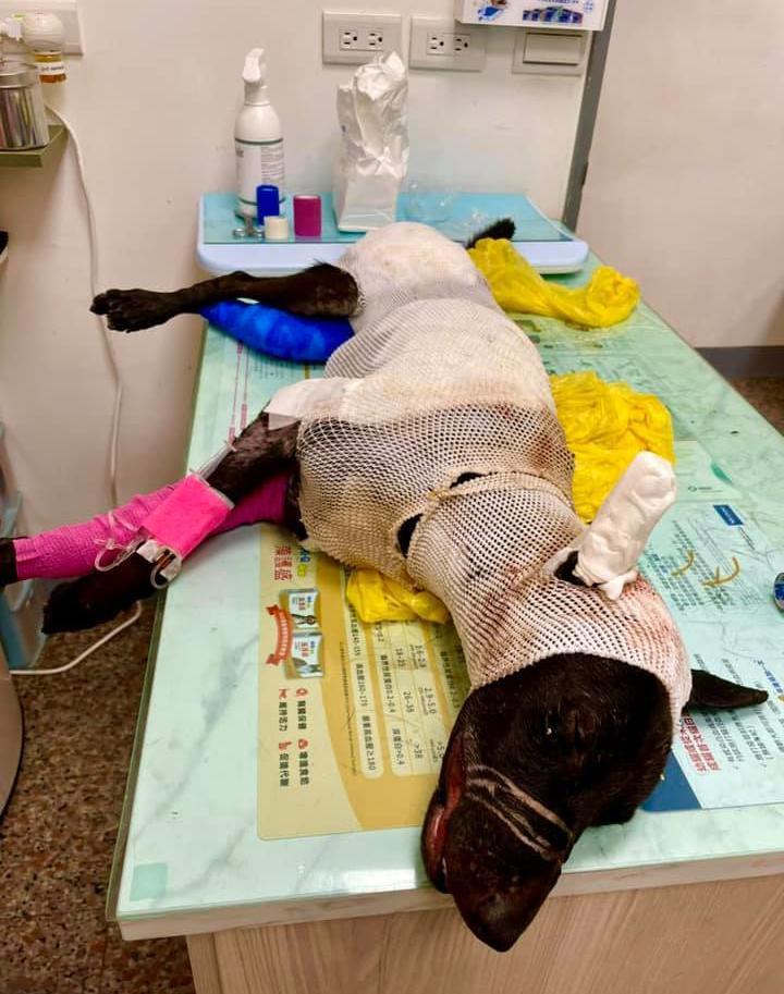 小黑狗在水溝被民眾發現時，全身毛皮遭刮、嘴巴被綑綁、渾身是血。圖／新竹市浪愛傳遞貓狗TNVR協會提供