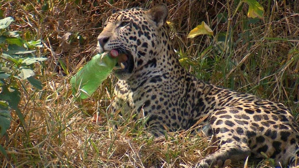 美洲豹在咬寶特瓶。 圖／白心儀提供