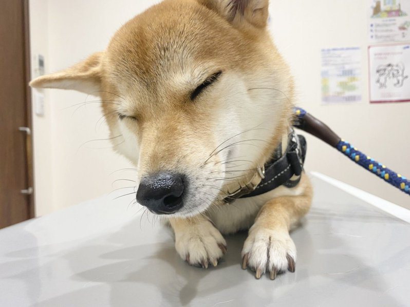 柴犬不怕看醫生，在診療台上睡著了。圖取自推特