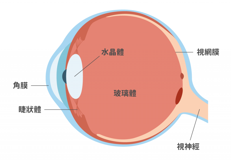 眼睛玻璃體有玻尿酸與膠原纖維蛋白兩大成分，玻尿酸可以吸收大量的水分，使眼球具有彈性，膠原纖維蛋白則為玻璃體的支柱。記者王昭月／翻攝
