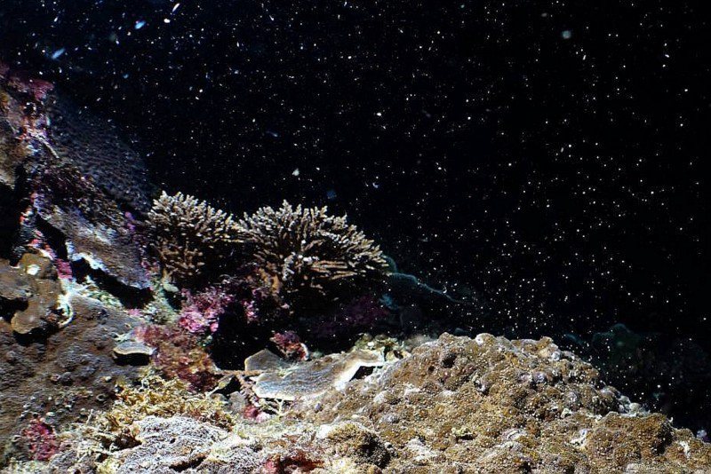圖為墾丁珊瑚產卵示意圖。圖／墾管處提供