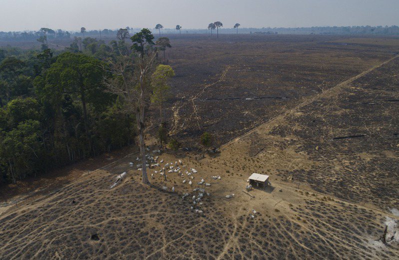 致力保护亚马逊雨林的巴西研究机构Imazon数据显示，去年8月至今年7月间，巴西亚马逊雨林减少1万476平方公里，相当约三分之一个台湾，是10年来雨林面积减少最多的一年。美联社(photo:UDN)