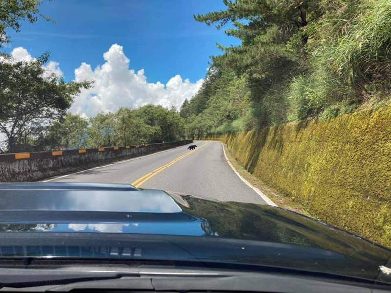 台灣黑熊最近在塔塔加地區出沒，玉管處籲車輛減速保持距離。圖／玉山國家公園提供