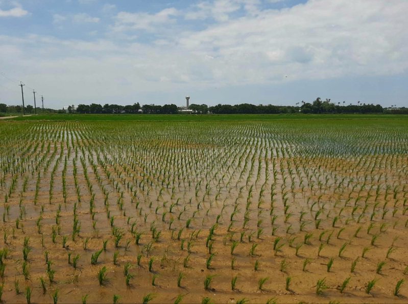 北水局強調二期稻供水無虞。圖／北區水資源局提供