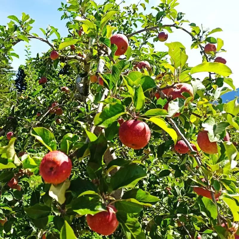 9月5日下午2點將在福壽山農場舉辦一場梨山史上第一次的蘋果園音樂會。 圖／梨山賓...