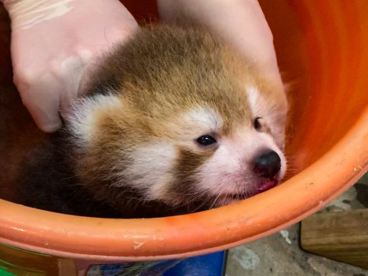 台北市立動物園的小貓熊美可，一個月前生下小寶寶，如今已經滿月，還意外拍下整個生產過程，讓保育員又驚又喜。圖／台北市立動物園提供