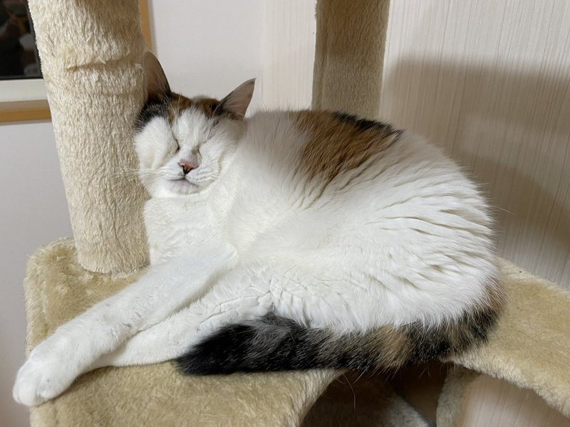 日本一位貓咪咖啡廳的老闆，發現自己愛貓把臉擠成一團依然呼呼大睡。圖擷取自twitter