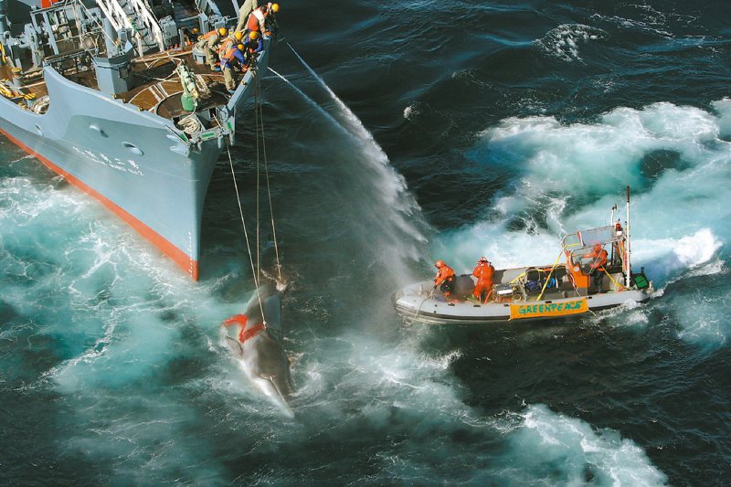 國際環保組織「綠色和平」成員廿八日駕駛橡皮艇，在南冰洋阻止日本捕鯨船「第二勇新丸」捕殺一隻小鬚鯨。雙方僵持兩個半小時，這些環保人士最後還是眼睜睜看著小鬚鯨遭獵殺。法新社