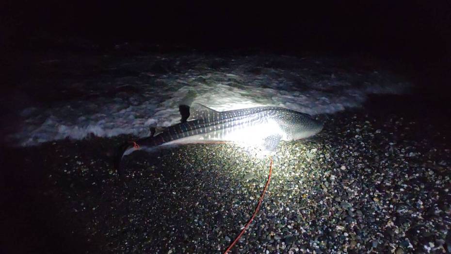 台東知本溪出海口北側，昨晚1隻近4公尺長的大鯨鯊（豆腐鲨），被民眾發現在岸邊載浮載沉，即通報相關單位救援，不過，海巡及水試所專家趕到現場時，發現鯨鯊已死亡。記者尤聰光／翻攝
