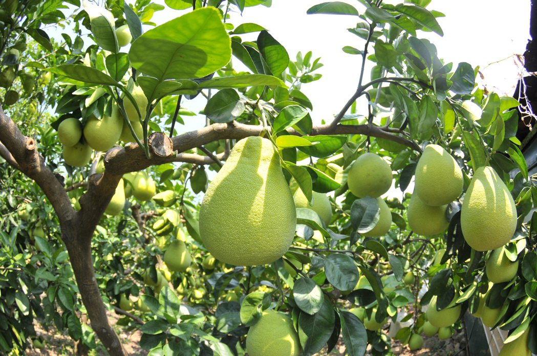 柚子有豐富的維生素C且熱量低，廣受歡迎。八里區農會／提供