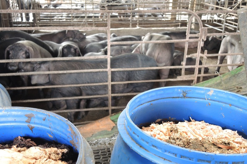 採取飼料養豬的豬農認為，廚餘除了可能帶來疫病，來源不確定性高，等於讓台灣養豬產業一起跟著冒險，養豬業應趁這個時機進行改革，不再用廚餘餵豬。圖／聯合報系資料照片