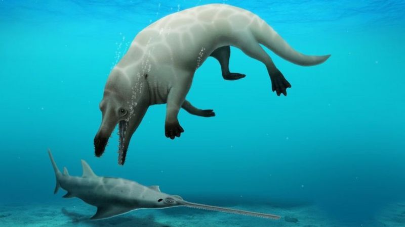 科學家在埃及沙漠中，找到4300年前有著四隻腳的鯨魚化石。圖擷取自BBC