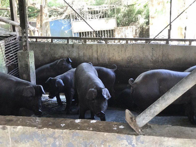 為了杜絕非洲豬瘟傳播鏈，規定這個月禁止拿廚餘養豬，宜蘭縣查獲礁溪某養豬場違規使用廚餘養豬，依法開罰至少8萬元。圖／縣政府提供