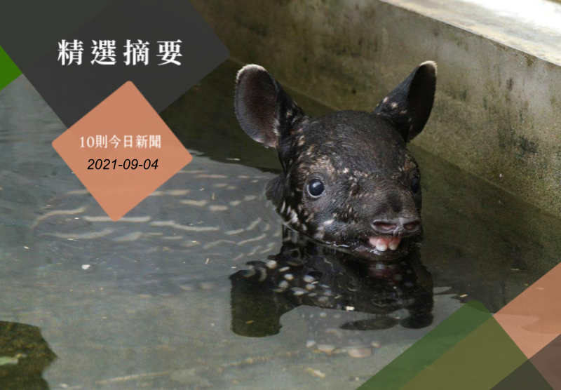 馬來貘寶寶確定命名為「貘花豆」，預計9月中旬就能見客。圖／台北市立動物園提供