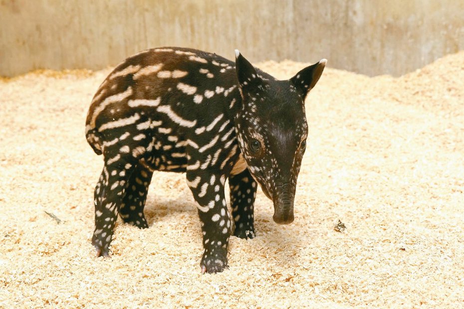 木柵動物園馬來貘寶寶確定命名為「貘花豆」，9月中旬就能見客。圖／台北市立動物園提供