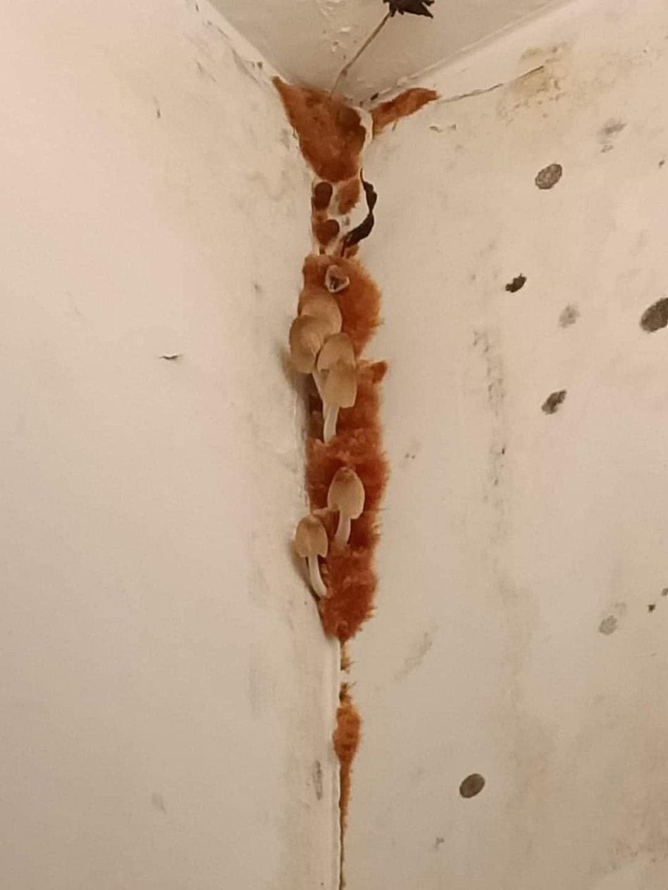 網友花2.2萬租房卻漏水兩個月，牆壁上長了整片香菇。圖／取自臉書