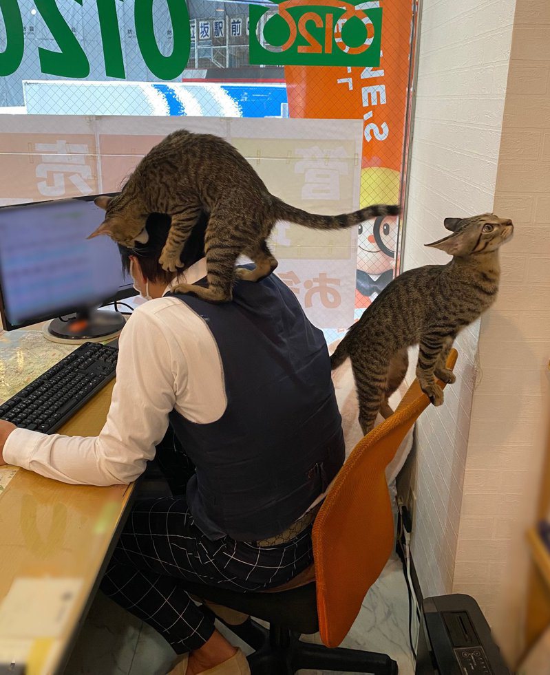 日本一家不動產業者在辦公室養貓，可愛治癒的工作環境讓許多人非常羨慕。圖擷取自twitter