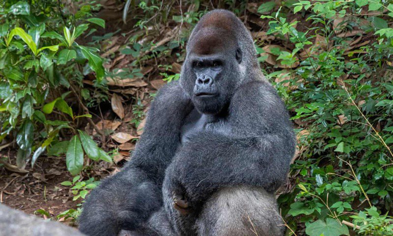 美國亞特蘭大動物園10日表示，園內至少13隻西部低地大猩猩確診新冠肺炎。圖為園中一隻雄性大猩猩。歐新社