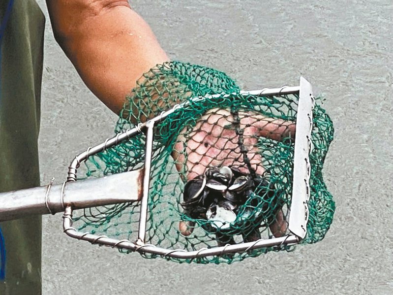 彰化縣文蛤養殖戶洪錫原撈起文蛤池裡的文蛤，8成都是死的。記者林宛諭／攝影