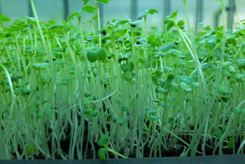 青花椰苗含有維生素C、蘿蔔硫素、β胡蘿蔔素、鈣、鉀，蘿蔔硫素是非常珍貴的植物生化...