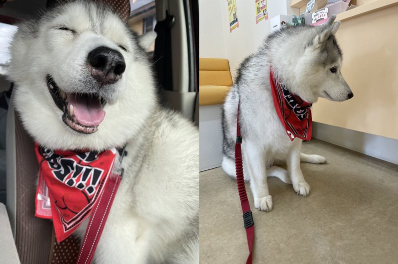 日本一位網友的狗狗本來很高興地跟著主人出門，但一發現目的地是醫院後馬上眼神死。圖擷取自twitter