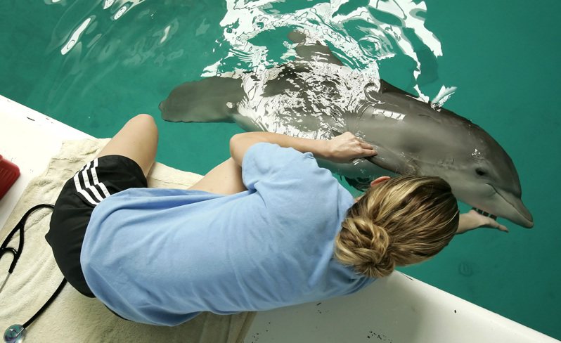 美国佛州清水海生馆一名女饲育员艾希莉．里斯2006年9月正照顾一只瓶鼻海豚。美联社(photo:UDN)
