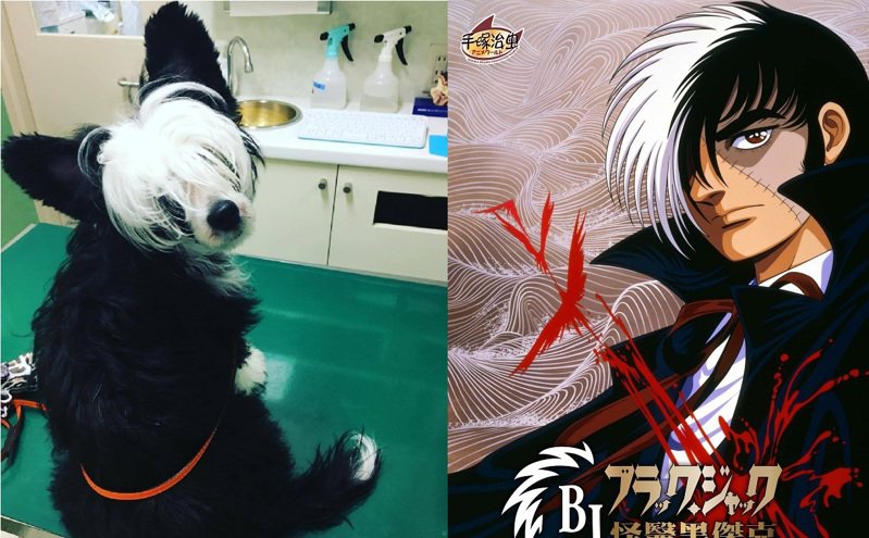 日本一位劇作家家裡養的愛犬，外貌神似「怪衣黑傑克」。圖擷取自twitter與巴哈姆特動畫瘋