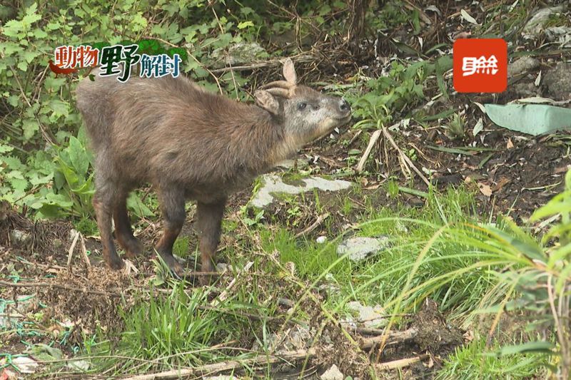 走訪大雪山森林遊樂區，台灣特有種「台灣長鬃山羊」正在山坡上覓食，另一頭一隻山羌很快地跳進叢林間躲藏，這裡是他們頻繁出現的地域。記者蔡青縈／攝影