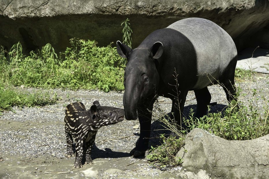 馬來貘寶寶「貘花豆」（左）出生四十天，開始跟著媽媽「貘莉」到戶外活動場見客。圖／北市動物園提供