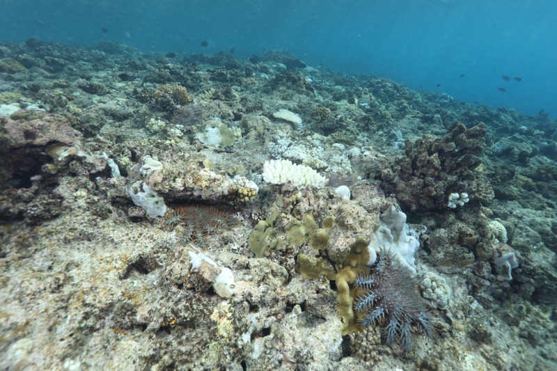 太平島海域棘冠海星數量大爆發，嚴重衝擊珊瑚生態。圖／鄭明修提供