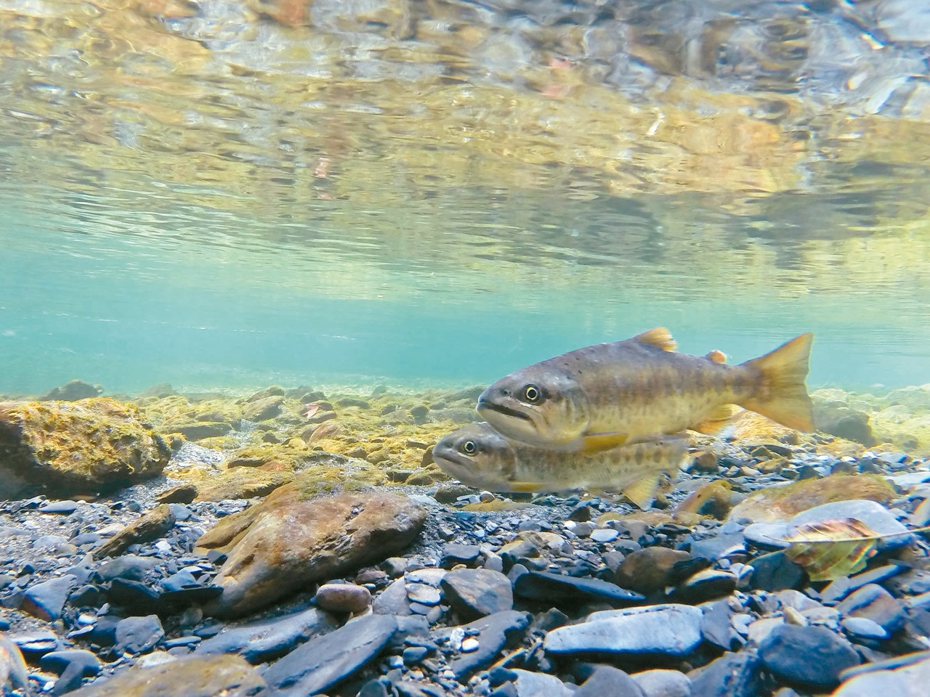 櫻花鉤吻鮭監測數量去年超過一萬二千尾，達歷史新高。圖／雪霸國家公園提供