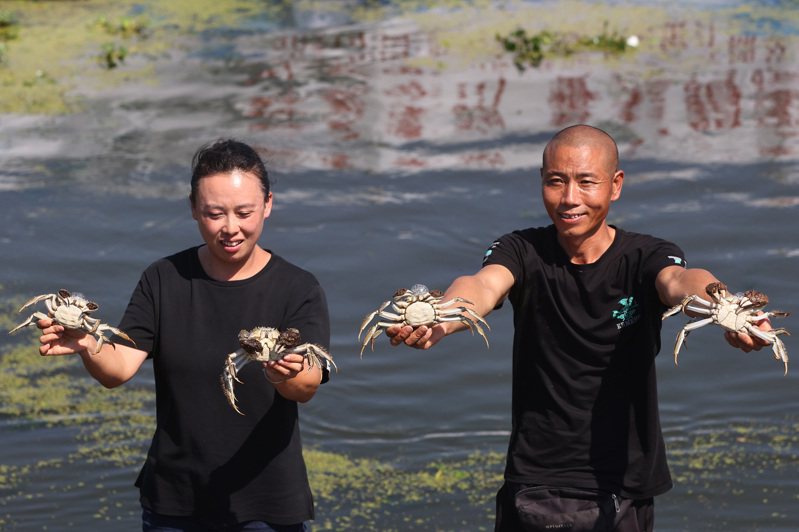 蘇州陽澄湖大閘蟹9月22日開捕，圖為養殖戶展示大閘蟹。（中新社）