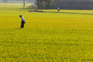 立法院2019年曾做出評估指出，加入CPTPP雖然可享會員優惠關稅，但台灣屬小農經濟，稻米價格無法與國外大量生產者競爭。圖／聯合報系資料照片