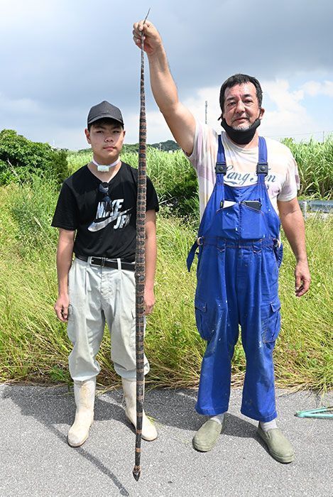日本沖繩有農夫在田裡發現長達176公分的赤煉蛇，長度幾乎和成人差不多。圖擷取自琉球新報