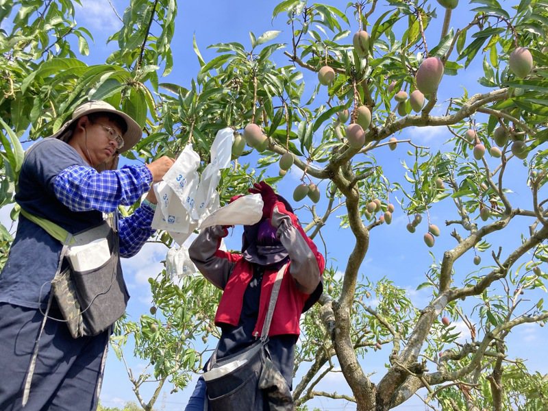台南山區芒果套袋工作繁重，在工人難請下，往往是全家總動員。圖／賴永坤提供