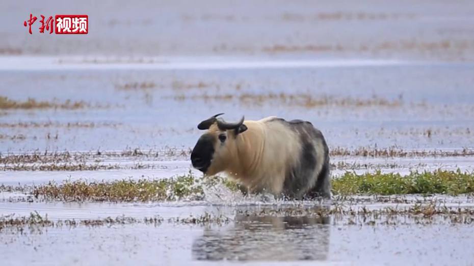 一隻羚牛出現在甘肅尕海湖畔。（中新視頻）
