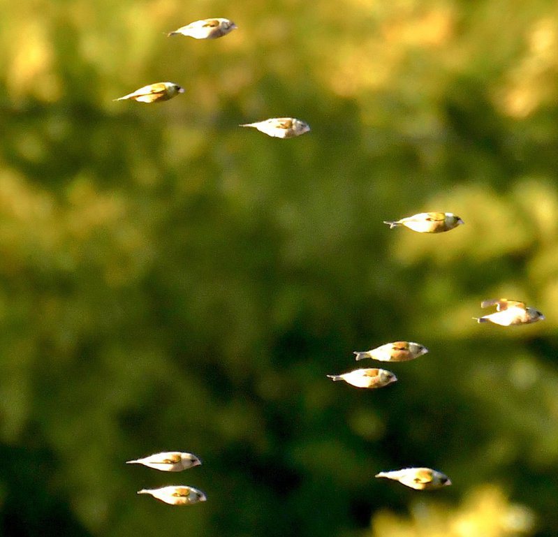 日本網友拍下彷彿魚群在空中飛翔的照片，但其實這些動物並不是魚。圖擷取自twitter