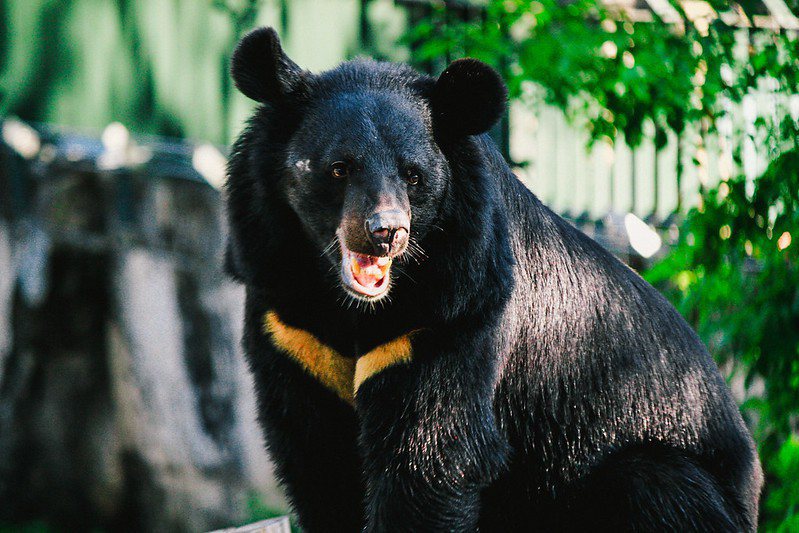 台灣生物多樣性豐富，有許多特有種，如台灣黑熊。(Photo by weichen_kh on Flickr under C.C License)