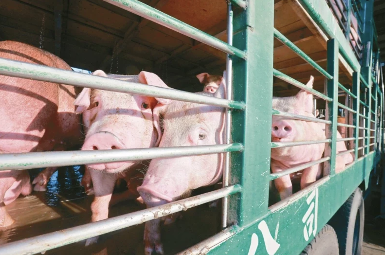 10月1日起小型養豬場禁用廚餘養豬。本報資料照片